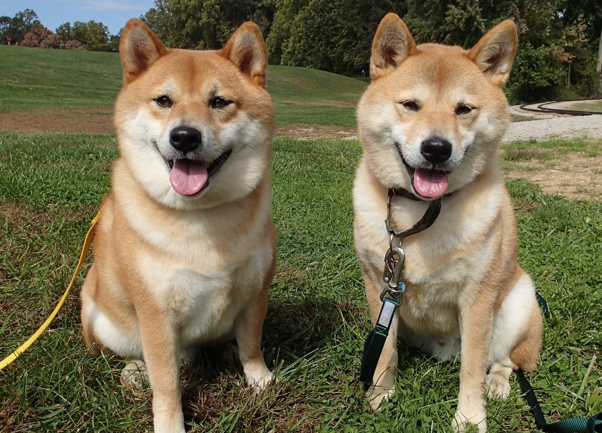 Gido and Mochi, the family's two Shiba Inus, sitting together outdoors