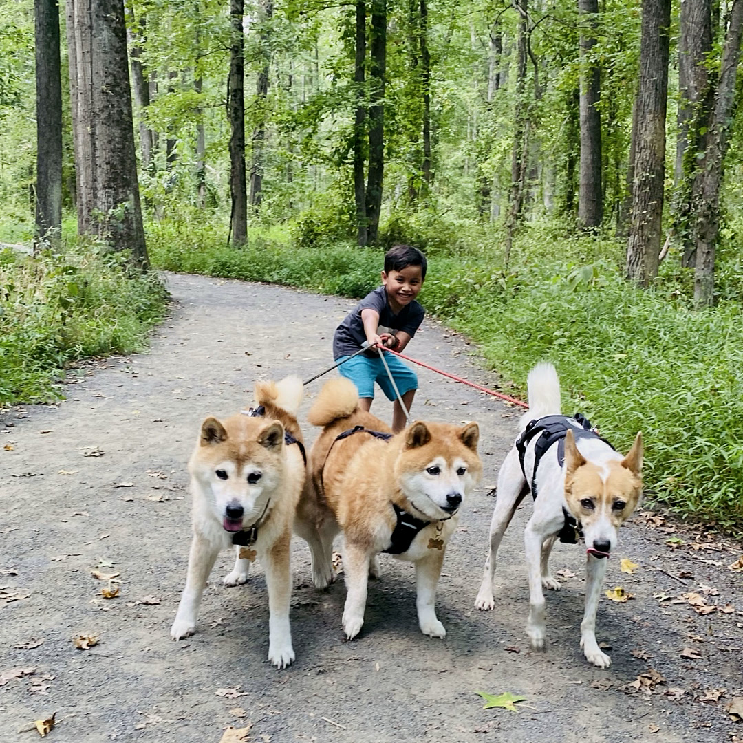 Krystian walking Gido, Mochi, and Pancake along a wooded trail