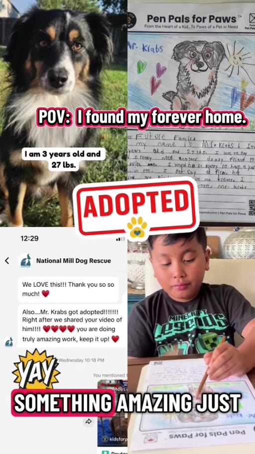 National Mill Dog Rescue's adoption update for Mr. Krabs