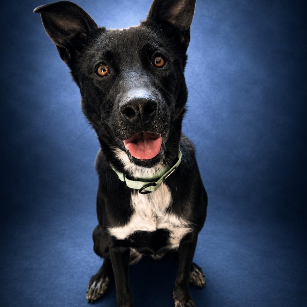 Zara, a black Labrador Retriever and Border Collie mix listed for adoption by Smoky Mountain Humane Society in Newport, Tennessee